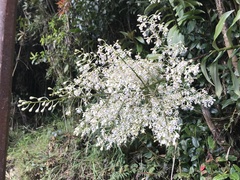 Epidendrum arnoldii