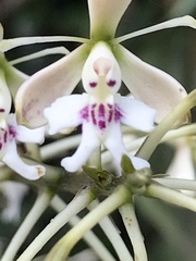 Epidendrum arnoldii