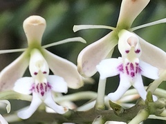 Epidendrum arnoldii