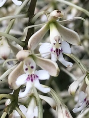 Epidendrum arnoldii
