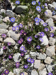 Nolana paradoxa