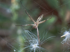 Argiope protensa