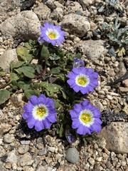 Nolana paradoxa
