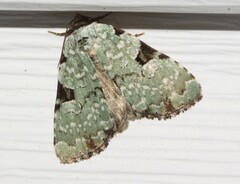 Leuconycta diphteroides