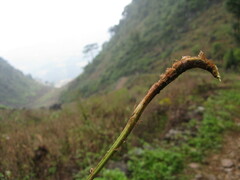 Deparia boryana