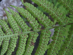 Deparia boryana