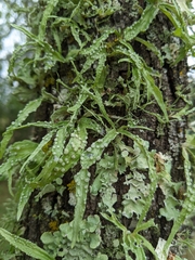 Ramalina subleptocarpha
