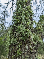 Ramalina subleptocarpha