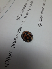 Aiolocaria hexaspilota