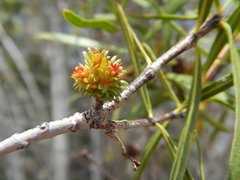 Colliguaja integerrima