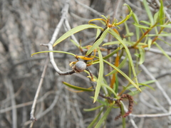 Colliguaja integerrima