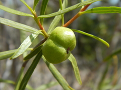 Colliguaja integerrima