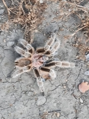 Grammostola rosea