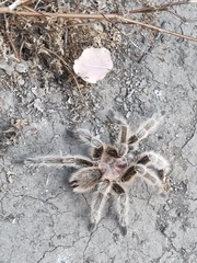 Grammostola rosea