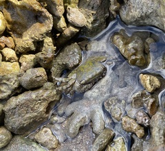 Metopograpsus thukuhar