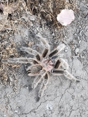 Grammostola rosea