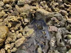 Metopograpsus thukuhar