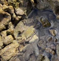 Metopograpsus thukuhar