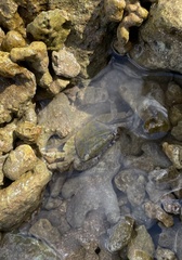 Metopograpsus thukuhar