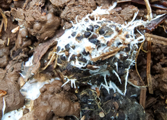 Polycephalomyces tomentosus