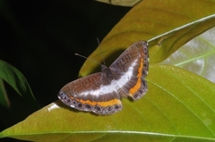 Nymphidium lisimon