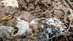 Polycephalomyces tomentosus