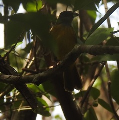 Eucometis penicillata