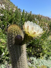 Trichocereus chiloensis