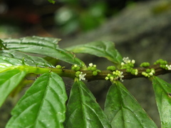 Elatostema monandrum