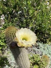Trichocereus chiloensis
