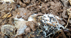 Polycephalomyces tomentosus