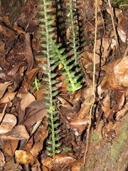 Dichaea muricatoides