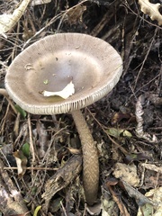 Amanita pekeoides