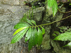 Elatostema monandrum