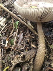 Amanita pekeoides
