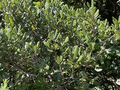 Beilschmiedia tarairi