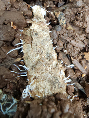 Polycephalomyces tomentosus