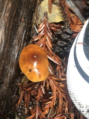 Hygrocybe singeri