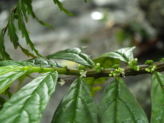 Elatostema monandrum