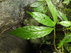Elatostema monandrum