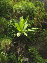 Ensete superbum