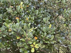 Beilschmiedia tarairi