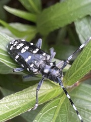Anoplophora chinensis