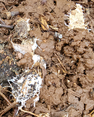 Polycephalomyces tomentosus