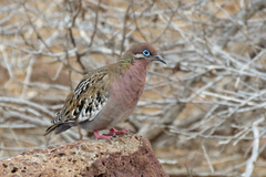 Zenaida galapagoensis