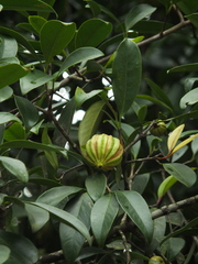 Garcinia gummi-gutta