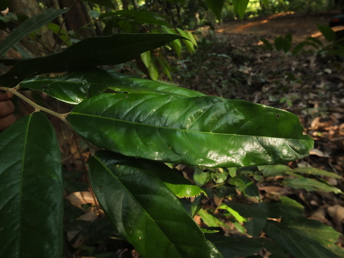Image of Hopea ponga by (c) Siddarth Machado, some rights reserved (CC BY)