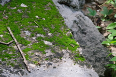 Hyophila involuta