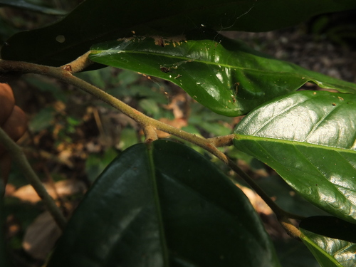 Hopea ponga, photograph 4