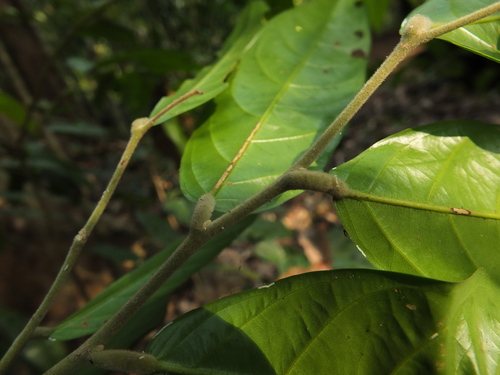 Hopea ponga, photograph 6